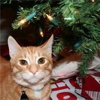 22kittie22