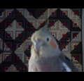 alwaysbeleive