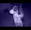 animallover4god