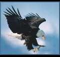 crownedeagle