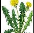dandelionyellow41457