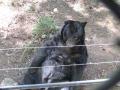 deebugsy2003