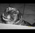 dogluvr101