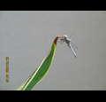 dragonflys1