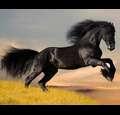 firepony09