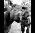 gods1sthorsefreak