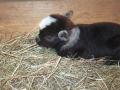 godsfarmgirl