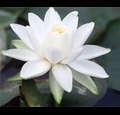 laurelleaf