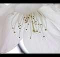 lillil