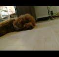 petlovers1