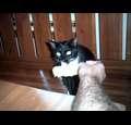 shimit1