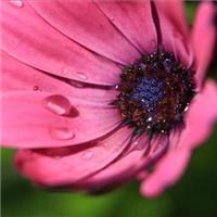simosalajan