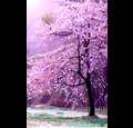 sowmya1