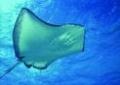 stingray1