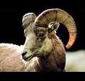thegreatestmanthateverlivedknowntogoats