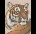 tigergerl