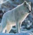whitewolf1