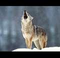 wolfpaw